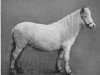 broodmare Emily II (Shetland Pony, 1902, from Handfu)