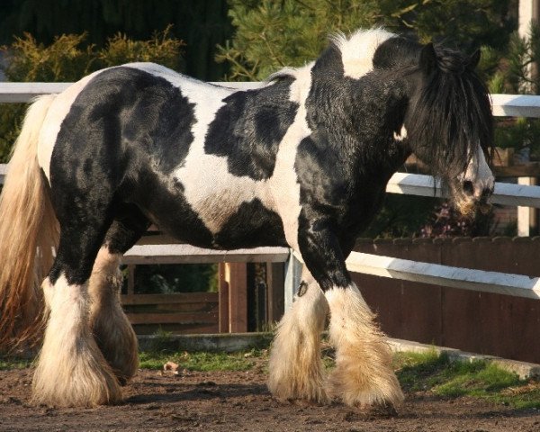 Deckhengst The Bishop (Tinker / Irish Cob / Gypsy Vanner, 1989)