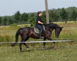 Zuchtstute Lara (Deutsches Sportpferd, 2005, von Lord Romadour)