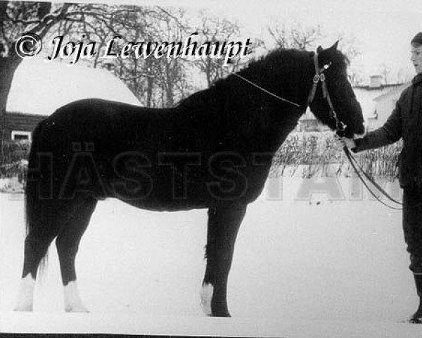 stallion Merrie Midnight (New Forest Pony, 1964, from Merrie Mercury)