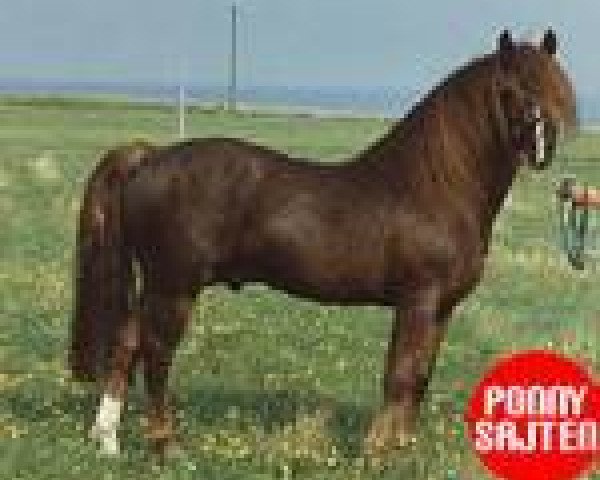 stallion Bolero (New Forest Pony, 1973, from Merrie Midnight)