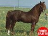 stallion Bolero (New Forest Pony, 1973, from Merrie Midnight)