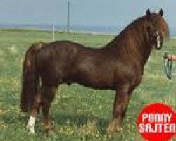 Deckhengst Bolero (New-Forest-Pony, 1973, von Merrie Midnight)