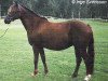 Zuchtstute Windy Girl (Schwedisches Reitpony, 1992, von Tammer Fors xx)