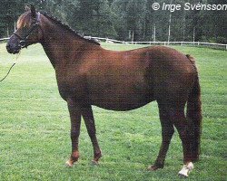 broodmare Windy Girl (Swedish Riding Pony, 1992, from Tammer Fors xx)