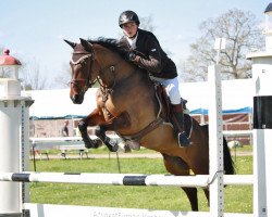 Zuchtstute SB Top'n Breeze (Schwedisches Reitpony, 2006, von Top Nordpol)