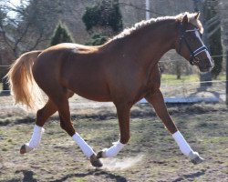 Deckhengst SB Royal Breeze (Schwedisches Reitpony, 2011, von Prince Perfect)