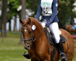 horse Nimbo (German Riding Pony, 2004, from Seven Mountain Natan)