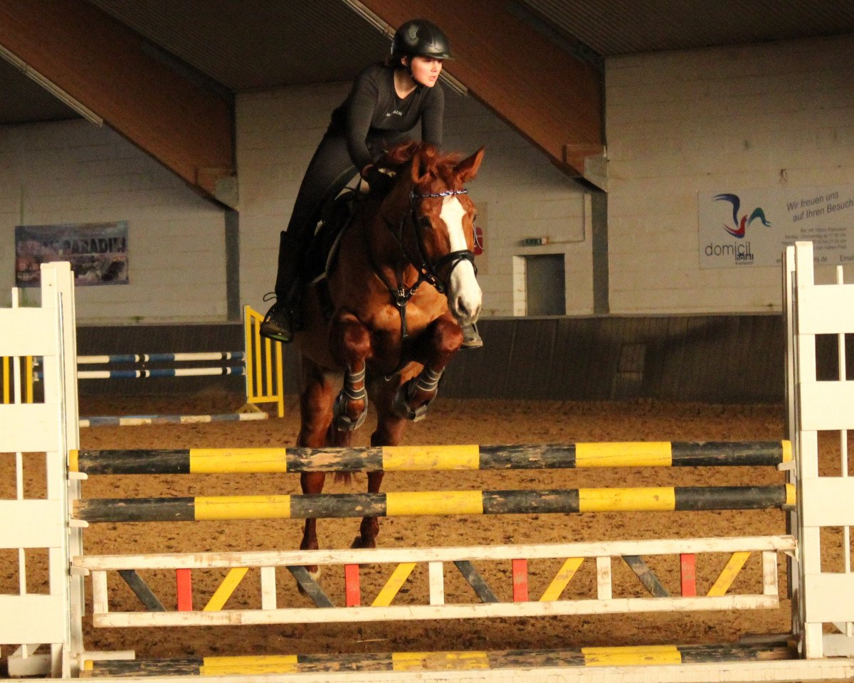 broodmare Selina 105 (Holsteiner, 2002, from Limbus)