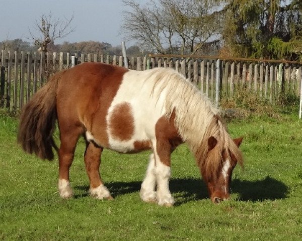 horse Obelix (Shetland Pony, 2005)