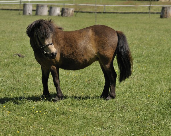 Pferd Pauline (Shetland Pony, 1999)