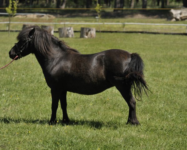 Zuchtstute Gerlinde II (Shetland Pony, 2000, von Perseus I A 187)