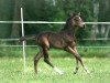 dressage horse Choclat Cream (German Riding Pony, 2014, from FS Champion de Luxe)