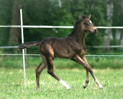 Dressurpferd Choclat Cream (Deutsches Reitpony, 2014, von FS Champion de Luxe)