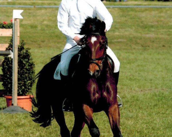 horse Aaron 200 (Bavarian, 1998, from Aquilino)