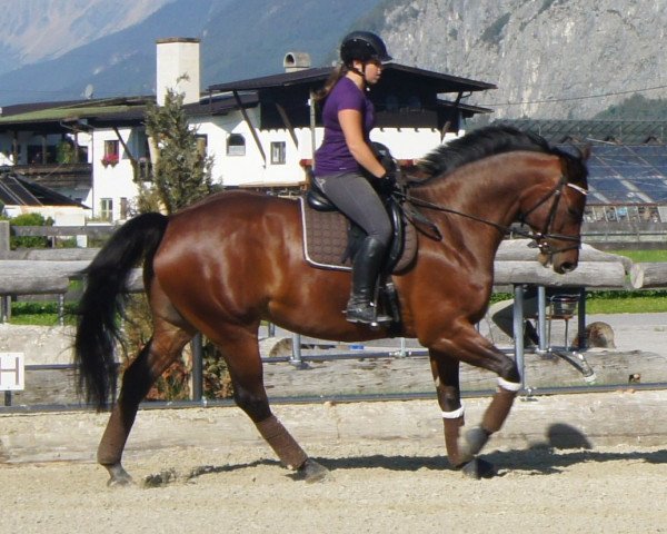 dressage horse Acapello 3 (Bavarian, 2008, from Acolydor)