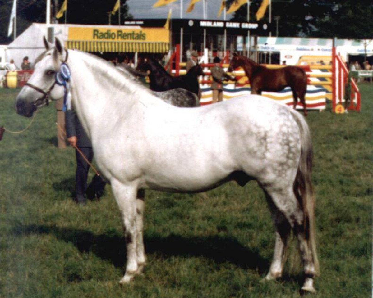 stallion Vernons Vespers (New Forest Pony, 1970, from Vernons Starling)