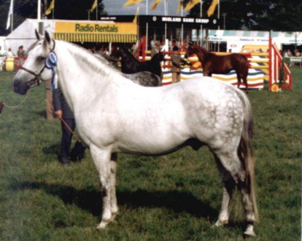 Deckhengst Vernons Vespers (New-Forest-Pony, 1970, von Vernons Starling)