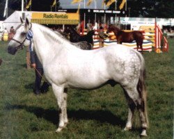 stallion Vernons Vespers (New Forest Pony, 1970, from Vernons Starling)