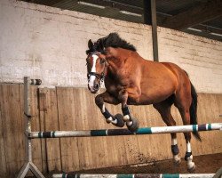 jumper Ludwig G 2 (Hanoverian, 2012, from Lordanos)