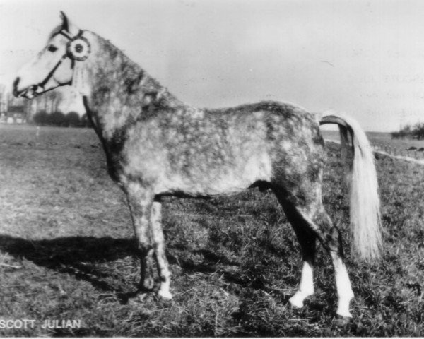 stallion Prescott Julian (New Forest Pony, 1960, from Prescott Junius)