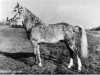 stallion Prescott Julian (New Forest Pony, 1960, from Prescott Junius)