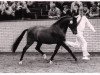stallion Oleander (New Forest Pony, 1977, from Noordererf Chap)