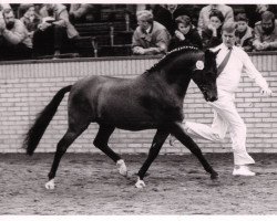 Deckhengst Oleander (New-Forest-Pony, 1977, von Noordererf Chap)