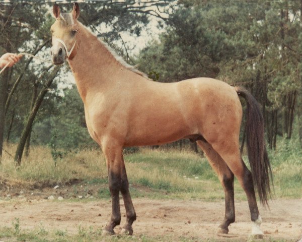 Deckhengst Floki (New-Forest-Pony, 1964, von Forest Horse)
