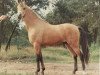 Deckhengst Floki (New-Forest-Pony, 1964, von Forest Horse)