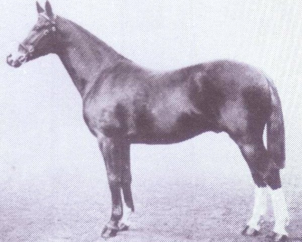 stallion Field Marshall (New Forest Pony,  , from Marechal Niel)