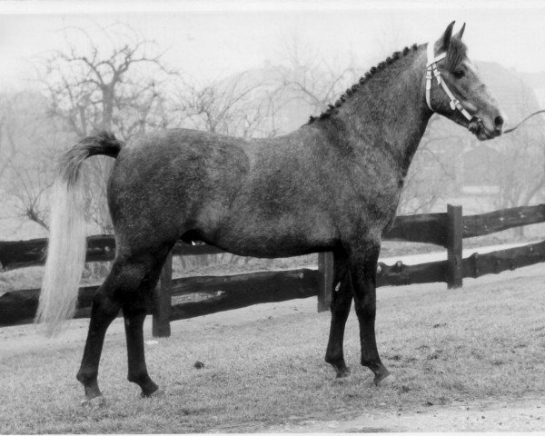 horse De Meertjes David (New Forest Pony, 1966, from Prescott Julian)