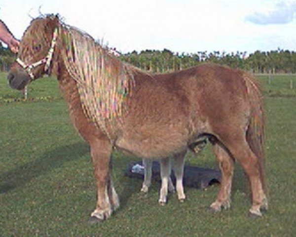 Zuchtstute Acclamation of Duke Stable (Shetland Pony (unter 87 cm), 1986, von Vorden Buddleia)