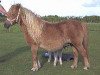 Zuchtstute Acclamation of Duke Stable (Shetland Pony (unter 87 cm), 1986, von Vorden Buddleia)