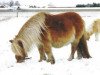broodmare Sunrise van Spuitjesdom (Shetland pony (under 87 cm), 1981, from Cola of little H.)