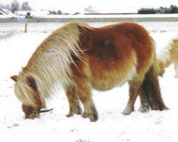 Zuchtstute Sunrise van Spuitjesdom (Shetland Pony (unter 87 cm), 1981, von Cola of little H.)