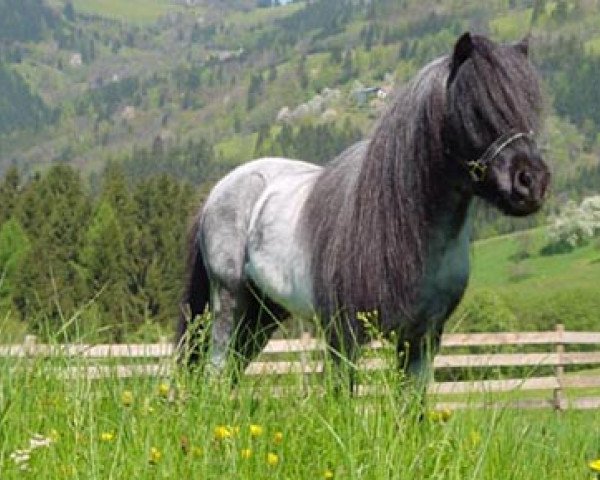 horse Milano de Valk (Shetland pony (under 87 cm), 1994, from David de Valk)