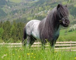 horse Milano de Valk (Shetland pony (under 87 cm), 1994, from David de Valk)