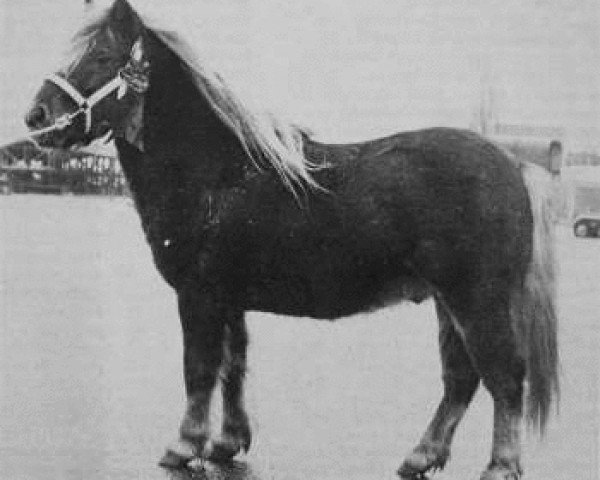 stallion Cola of little H. (Shetland pony (under 87 cm), 1975, from Avening Cock O' the North)