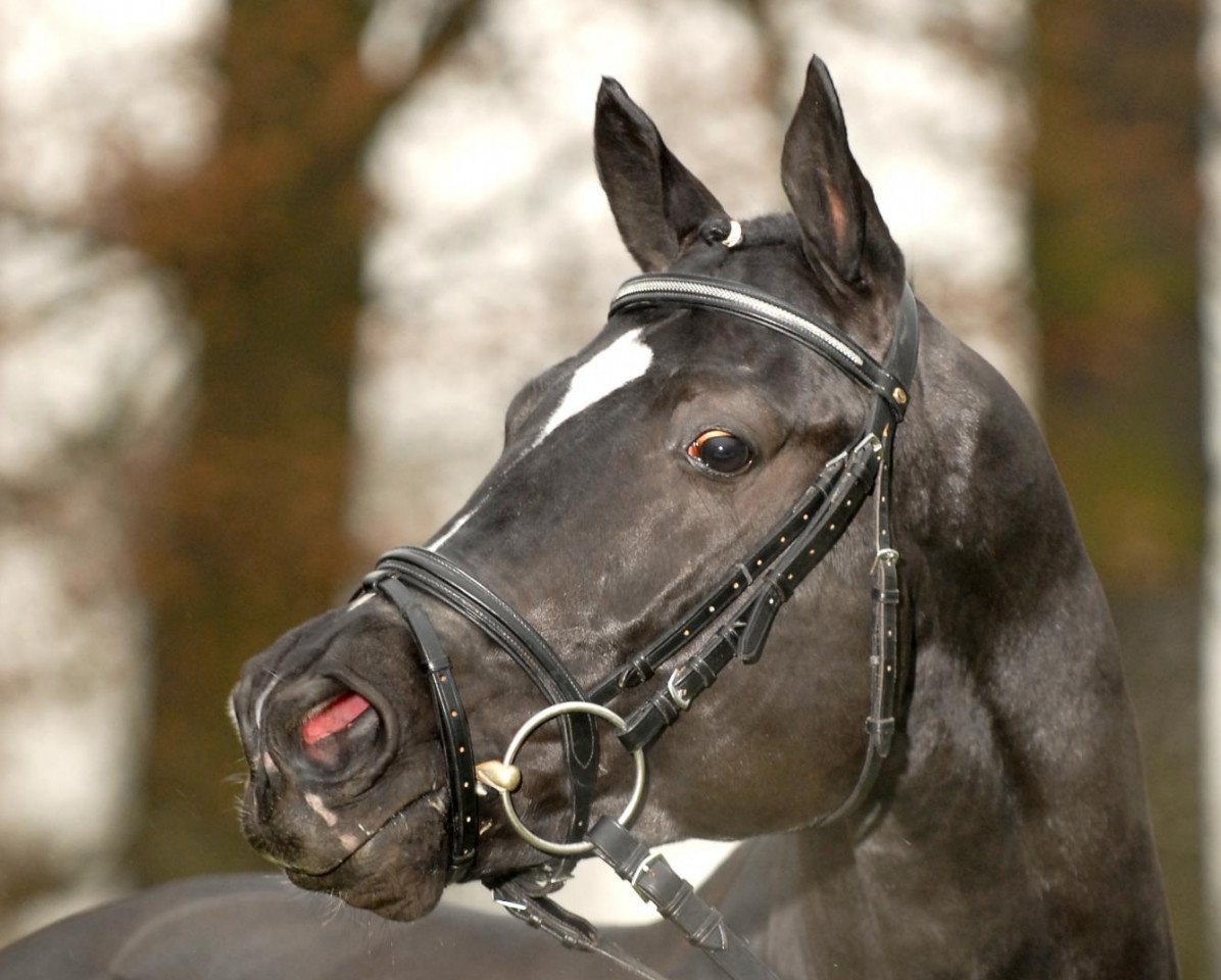dressage horse Herzog von Nassau (Trakehner, 2003, from Distelzar)