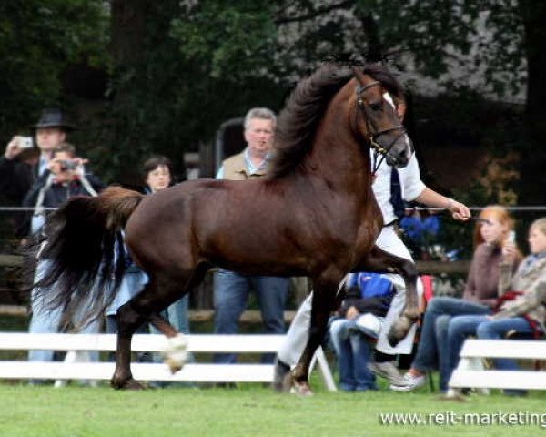 stallion Arvalon's Charles (Welsh-Cob (Sek. D), 2003, from Nebo Charles)