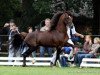 Deckhengst Arvalon's Charles (Welsh-Cob (Sek. D), 2003, von Nebo Charles)