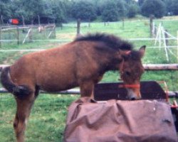 broodmare Suedheide Kira (Welsh-Cob (Sek. D), 1997, from Derocks Dusty)