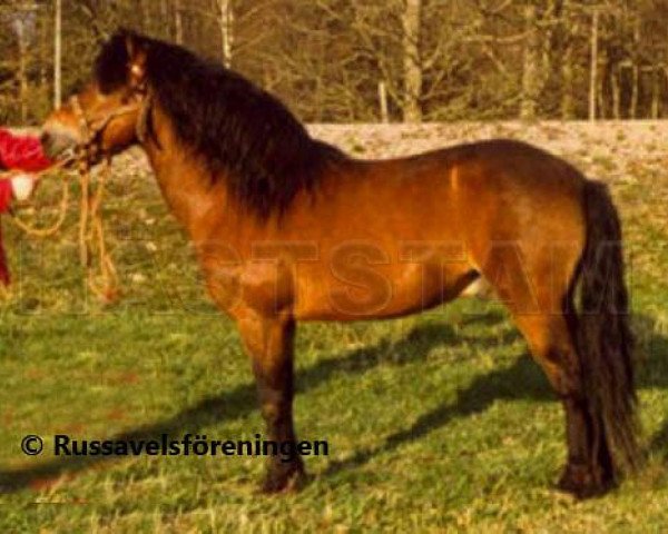 stallion Rabalder 174 (Gotland Pony, 1961, from Balder)