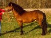 stallion Rabalder 174 (Gotland Pony, 1961, from Balder)