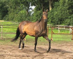 dressage horse Laudita xx (Englisches Vollblut, 2003, from Protektor xx)