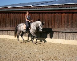 jumper Solano 11 (Polish Warmblood, 2008, from Life and Liberty xx)