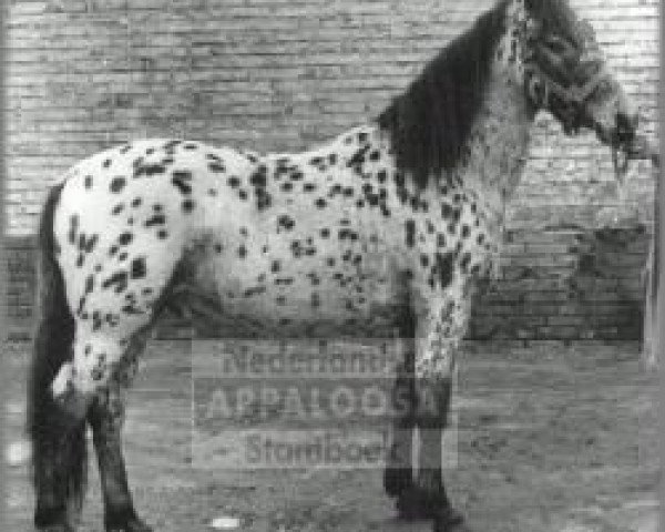 stallion Zane Grey (Appaloosa, 1962, from Flesh Light)