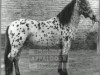 stallion Zane Grey (Appaloosa, 1962, from Flesh Light)