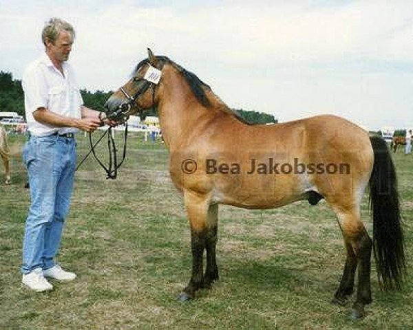 stallion Primus RR 306 (Gotland Pony, 1974, from Pysen IV 141)